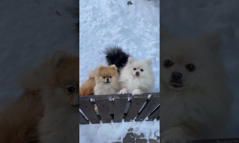 Cute Puppies Doing Funny Things 2021🥰♥ Cutest Dogs