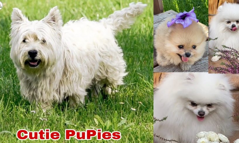 Cute Puppies Doing Funny Things, Cutest Puppiesin the Worlds 2022 // Funny puppies #PuPies_Lovd