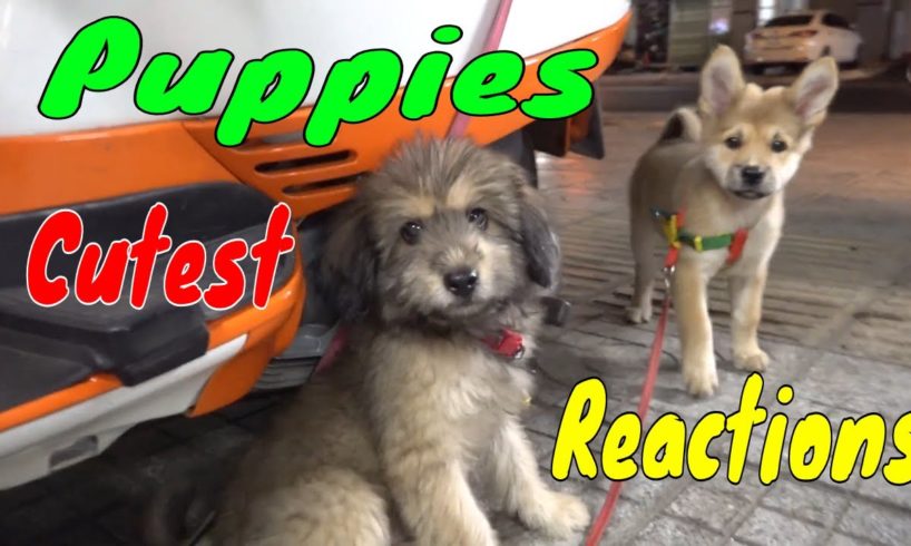 Cute Puppies React When Being Filmed 2 - Cutest Baby Dogs | Viral Dog