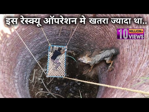 Dangerous rescue operation of a Indian Jackal animal that fell in a well from Ahmednagar district