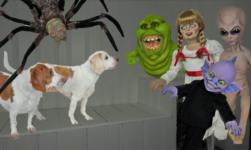 Dogs vs Haunted House that Comes Alive! Funny Dogs Maymo & Potpie See Ghosts Come Alive on Halloween