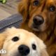 Esta golden retriever se encuentra con una pequeña versión de sí misma... su hermana menor | El Dodo