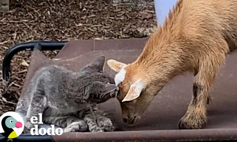 Gatito callejero entra a una granja y se muda con un par de cabras | Parejas Disparejas | El Dodo