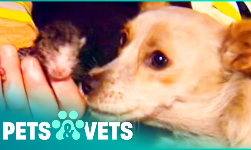 Hero Dog Saves Kittens From A House Fire | Animal Rescue | Pets & Vets