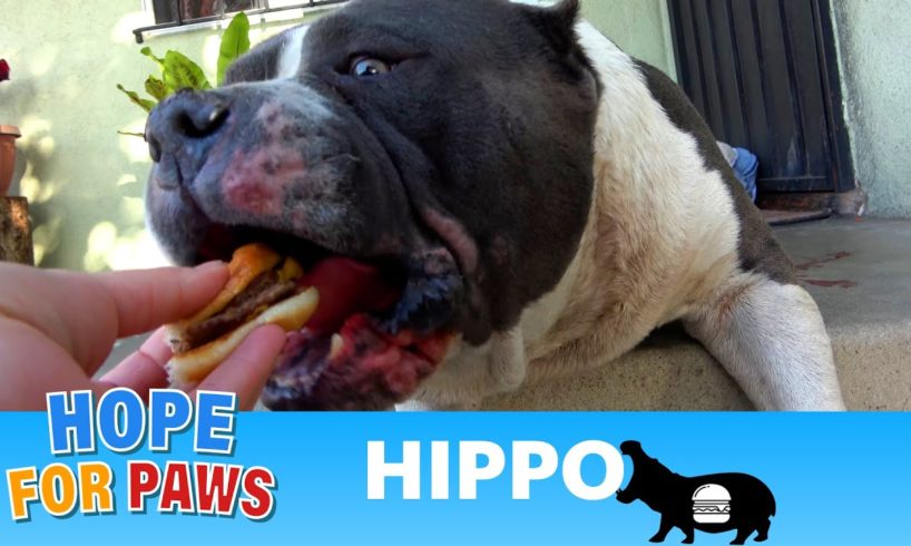 Hippo didn't worry about his own bleeding - he just wanted the cheeseburger! 🍔