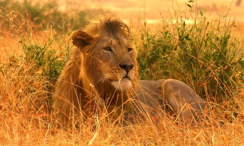 How To Film Wild Animals In The Rain | Serengeti: Behind The Scenes | Earth Unplugged