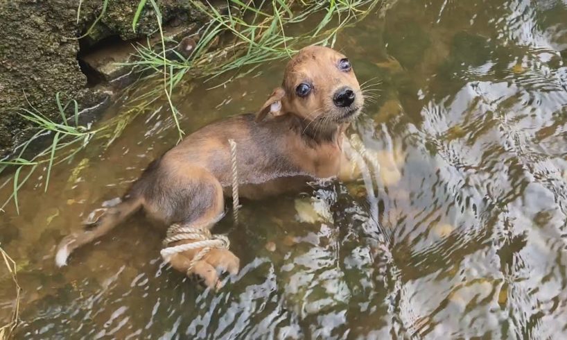 How pitiful it is to rescue a puppy whose feet are tied and thrown into a deep ditch