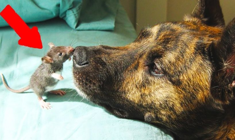 Incredible friendship of these animals has surprised many people around the world