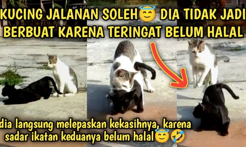 Kucing Jalanan Saleh Teringat Dirinya dan Kekasihnya Belum Halal | Tingkah Kucing Lucu | Street Cat