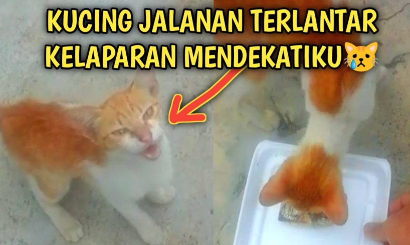 Kucing Jalanan Terlantar Kelaparan Berjalan Mendekatiku | Video Sedih Kucing Jalanan | Street Cat