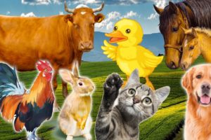 Learn Family Animals: Cat, Horse, Cow, Chicken, Duck - Farm Animal Sounds - Part 2