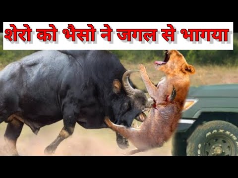 Lion vs Buffalo - Animal Fighting | शेर और भैंस की लड़ाई खतरनाक#animals #shorts #lion