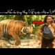 Most dangerous Lion fights caught on camera | Greatest Animals Fights | Lion Attacks