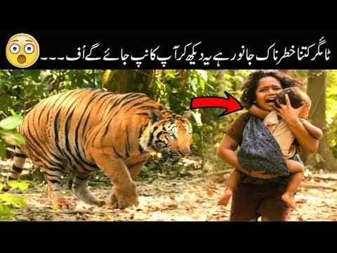 Most dangerous Lion fights caught on camera | Greatest Animals Fights | Lion Attacks