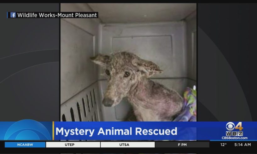 Mystery Animal Rescued In Pennsylvania