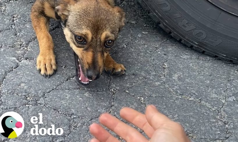 Perro callejero corre hacia una mujer y le pide que la salve | ¡Adóptame! | El Dodo