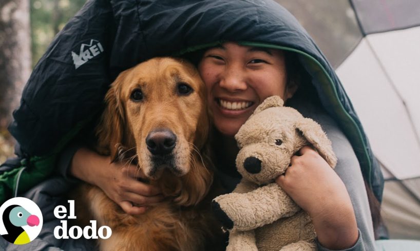 Perro trae su juguete parecido a el a las caminatas | El Dodo