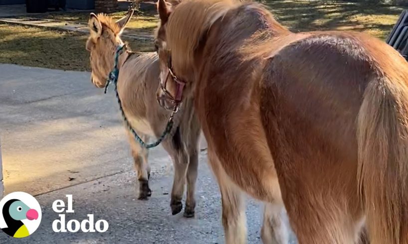 Poni ciego de 33 años consigue un burro que ve por él | Parejas Disparejas | El Dodo