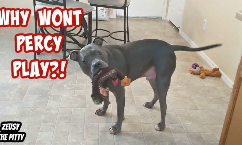 Puppy Learning How It Goes Playing With A Big Dog! Cutest Dogs On YouTube!