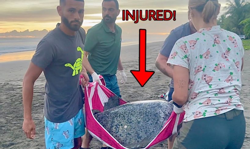 RESCUING Helpless SEA TURTLE On Beach!