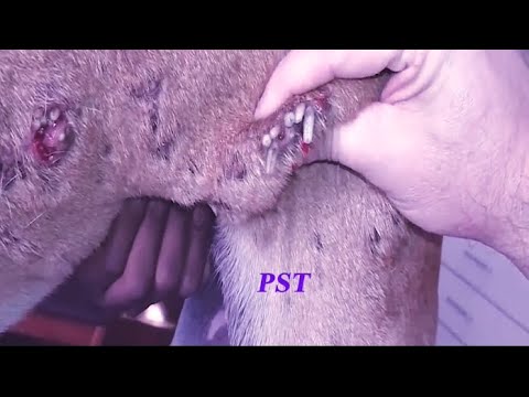 Removing Monster Mango worms From Helpless Dog! Animal Rescue Video 2022 #79