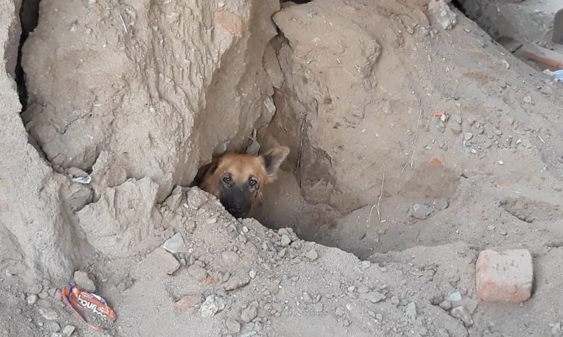 Rescue of suffocating puppies, mother trapped in collapsed sand.