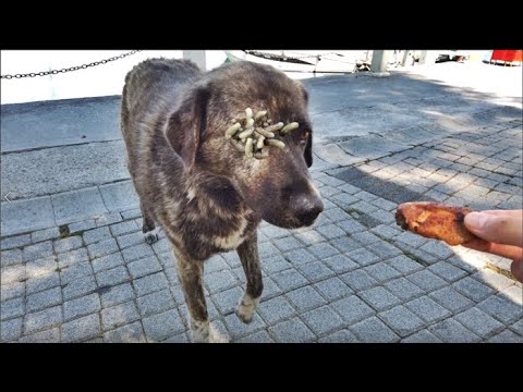 SHHT ! ! Helpless DOG Just Waiting For Help! Animal Rescue Video 2022