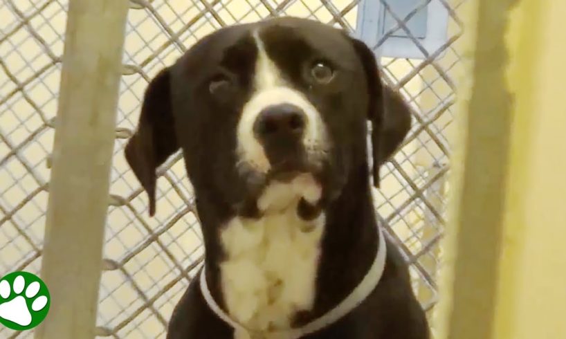 Shelter dog realizes he’s been adopted