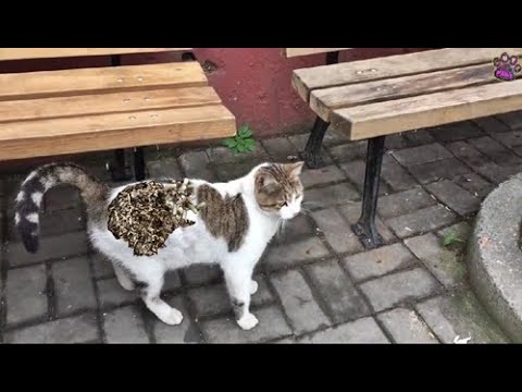 Shy Stray CAT Do Not Want To Eat Something / Animal Rescue Video 2022