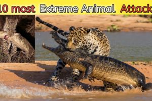 The Best 10 most Extreme Animal Attacks 2022  Amazing Moments of wild Animal Fights Caught on Camera