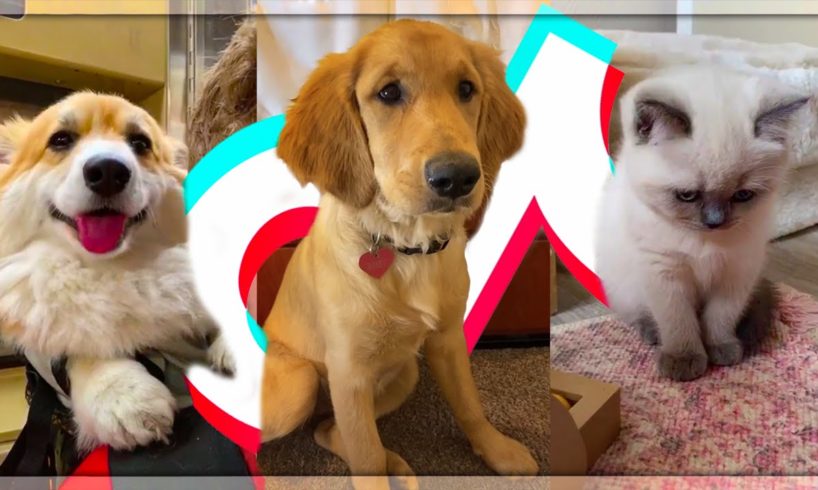 The Cutest Pets on TikTok🥺😻 (ily - surf mesa)