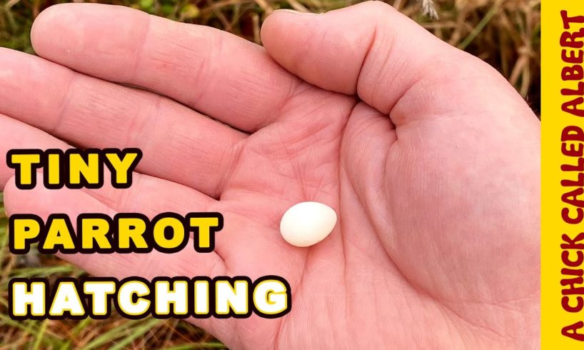 The Smallest Parrot you have ever seen - Tiny egg rescue