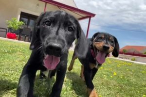 The cutest puppies running around the garden