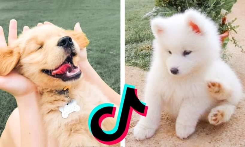 These Cute Puppies May Be the Cutest Pets on TikTok 🥰