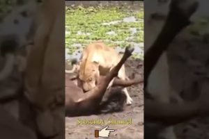 Top Animal Fights And Animal Attacks Best Scene Full HD | DG Animal Of World #Shorts