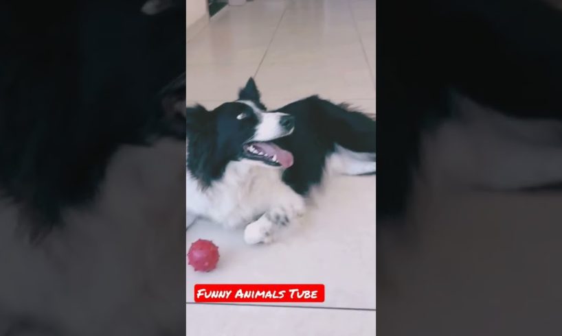 Very Funny Dog Funny Animals Club Cute Dog Playing #shorts #viral