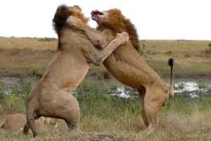 Wildlife: Two Lions Fight to See Who's King!