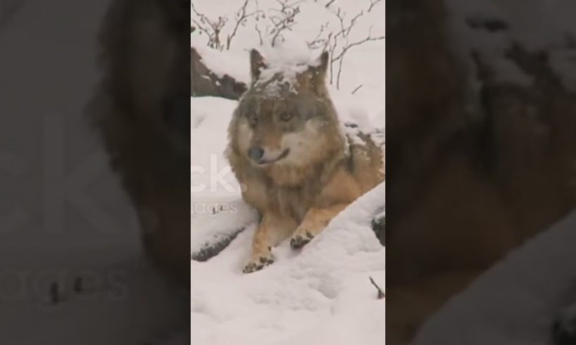 Winter In wolf night sleeping #shorts #animal #love #pets