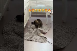 #shorts#cute kitten playing with carpet #viral#animals lover akd