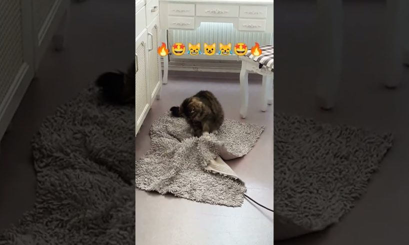 #shorts#cute kitten playing with carpet #viral#animals lover akd