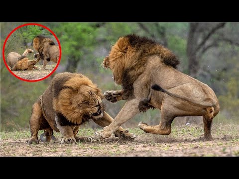 wild animal fight | wild animal fights in hindi | animal fights | animal video