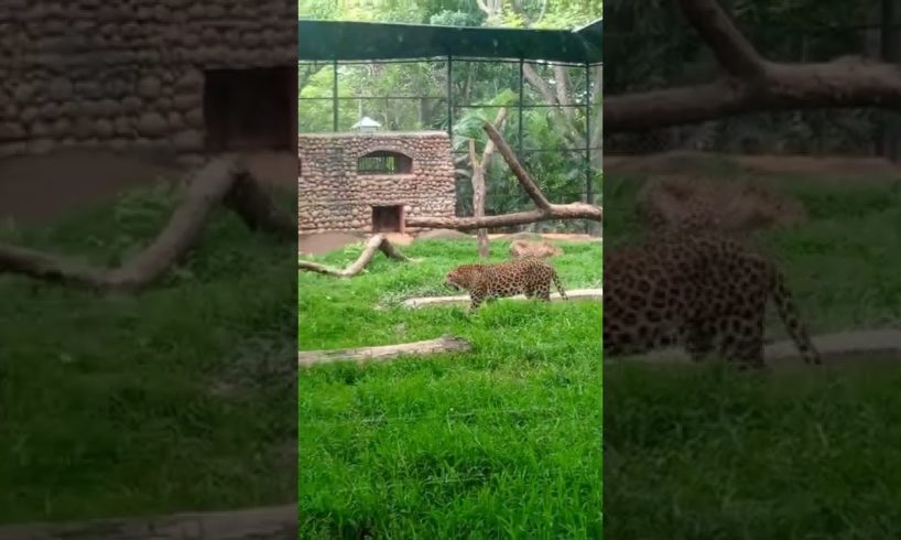 wild animals fights on its Cage