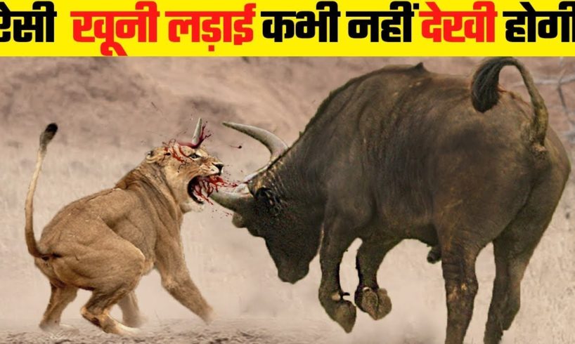 जानवरों की सबसे भयानक लड़ाई | 5 most dangerous wild animals fights | wild animals fights