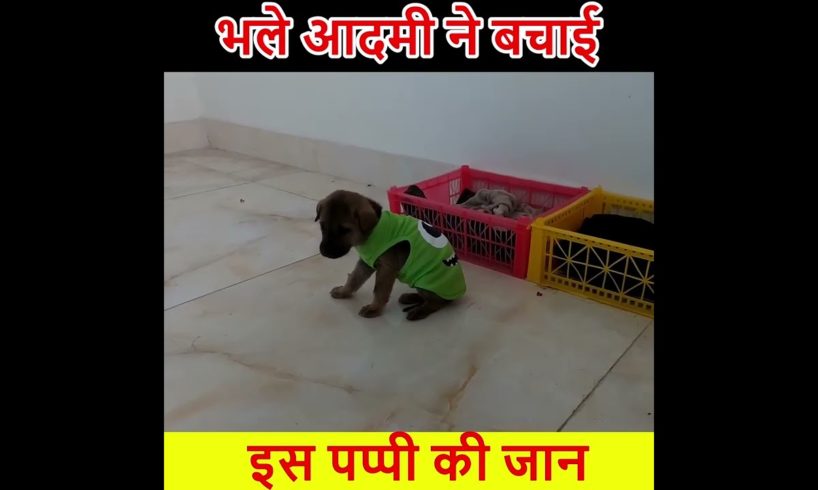 भूख और प्यास से मर जाता पप्पी लेकिन 😲#shorts #humanity