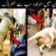 10 Eid-ul-Adha Angry Animals Qurbani 2022 in Pakistan | Angry Cow Qurbani 2022