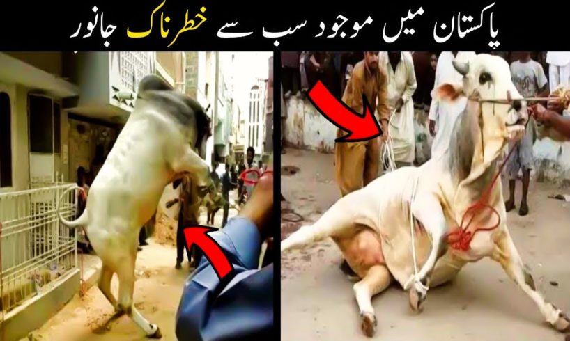 10 Eid-ul-Adha Angry Animals Qurbani 2022 in Pakistan | Angry Cow Qurbani 2022