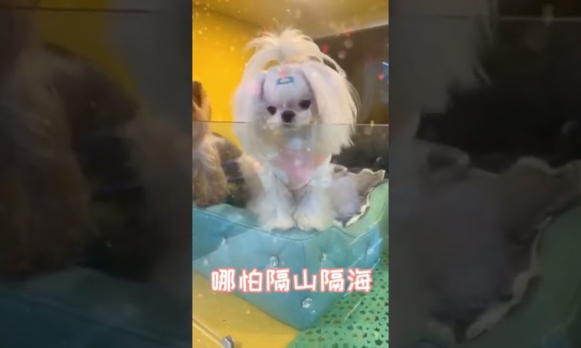 Oh Wow Cutest Funniest Maltese & Cutest Puppies Maltese  Funny Puppies Videos  15