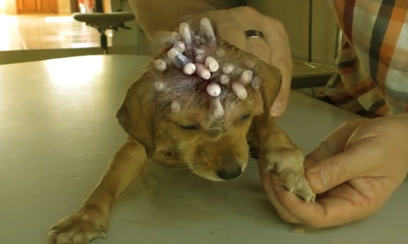 Removing Monster Mango worms From Helpless Dog! Animal Rescue Video 2022 #124