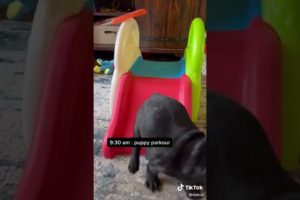 Doggos Doing Funny Things 🐕 Cutest Puppies TikTok Compilation|Shorts#TikTok