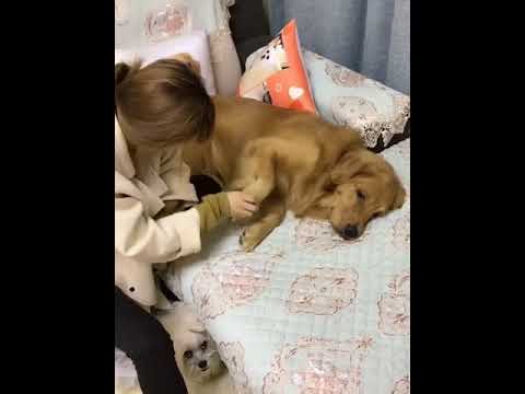 Funniest & Cutest Puppies - Funny Puppy Videos | Cute and Funny Dog Videos | Minutes of Funny Puppy